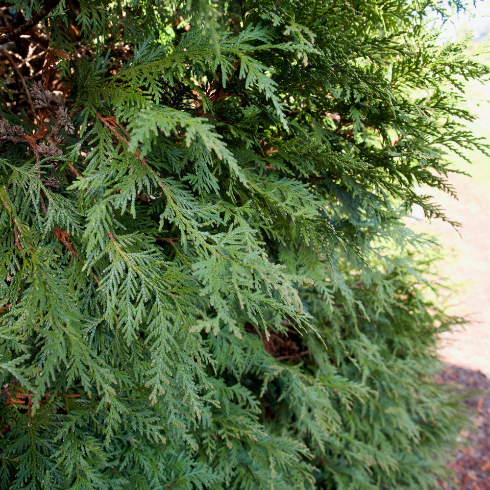 Thuja occidentalis 'Hetz Wintergreen' ~ Hetz Wintergreen Arborvitae-ServeScape