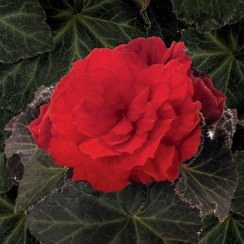 Begonia x tuberhybrida 'Nonstop Mocca Scarlet' ~ Nonstop® Mocca Scarlet Begonia-ServeScape