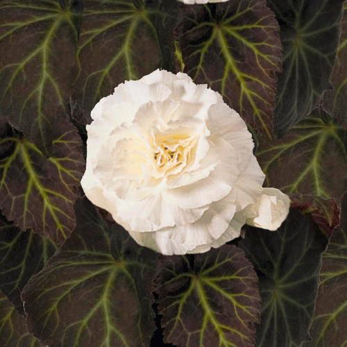 Begonia x tuberhybrida 'Nonstop Mocca White' ~ Nonstop® Mocca White Begonia-ServeScape