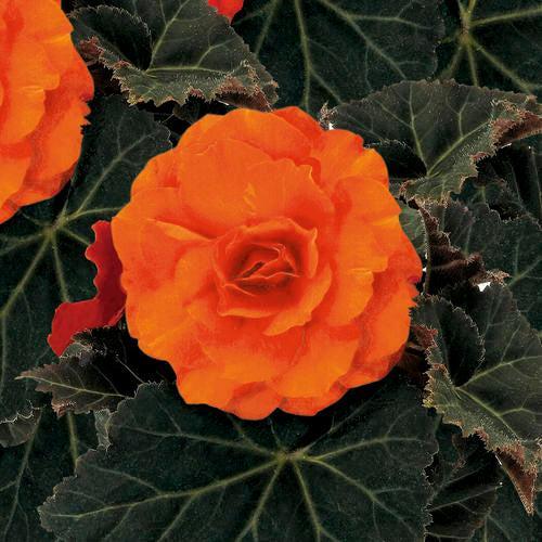 Begonia x tuberhybrida 'Nonstop Mocca Deep Orange' ~ Nonstop® Mocca Deep Orange Begonia-ServeScape