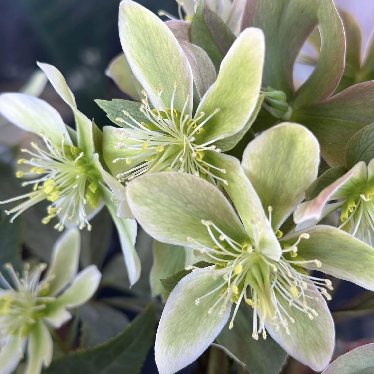 Helleborus niger 'Winter Star' ~ Winter Star Lenten Rose-ServeScape