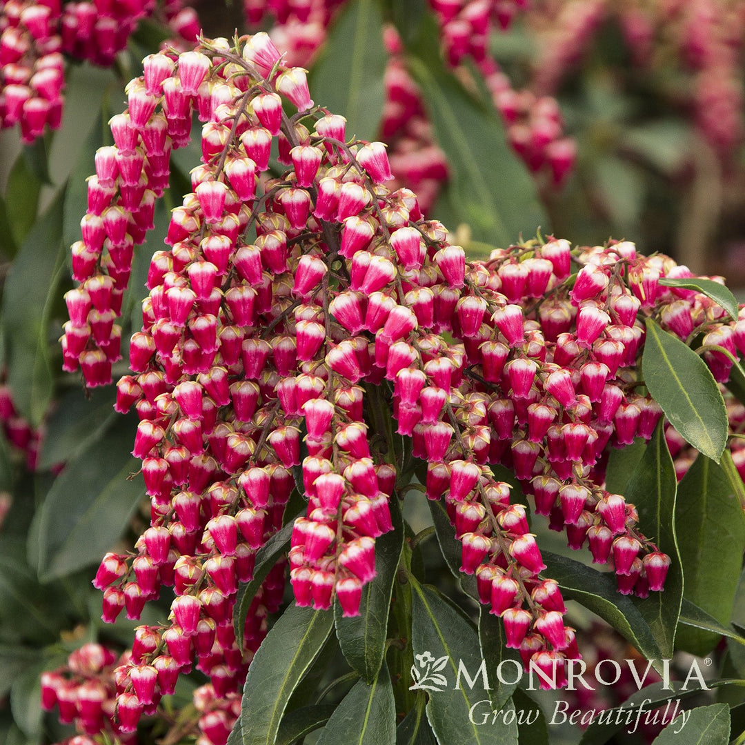 Pieris japonica 'Cabernet' PP #29,130 ~ Monrovia® Enchanted Forest® Gay Goblin™ Pieris-ServeScape