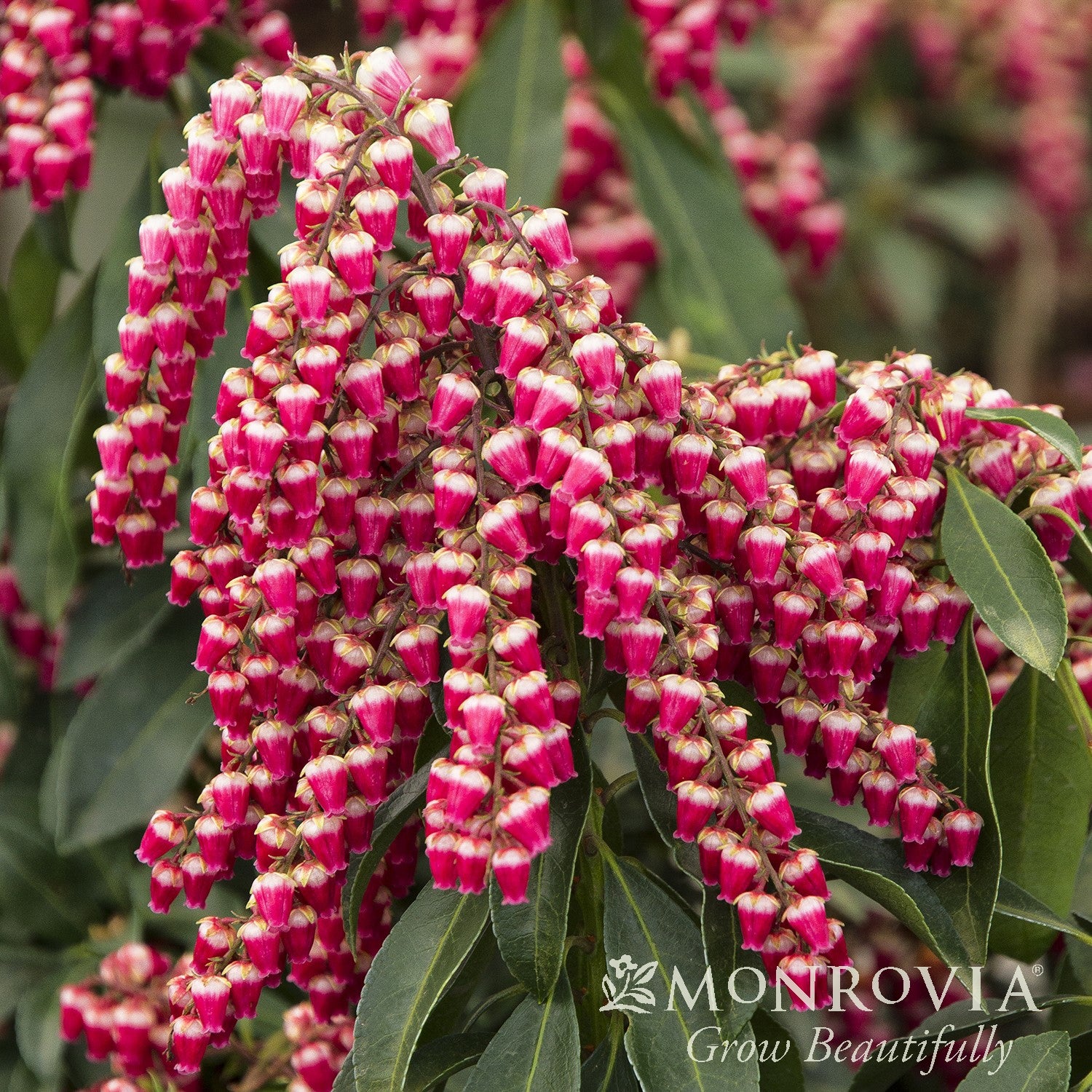 Pieris japonica 'Cabernet' PP #29,130 ~ Monrovia® Enchanted Forest® Gay Goblin™ Pieris-ServeScape