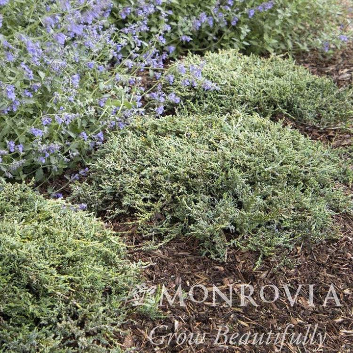 Juniperus horizontalis 'Monber' ~ Monrovia® Icee Blue® Juniper-ServeScape