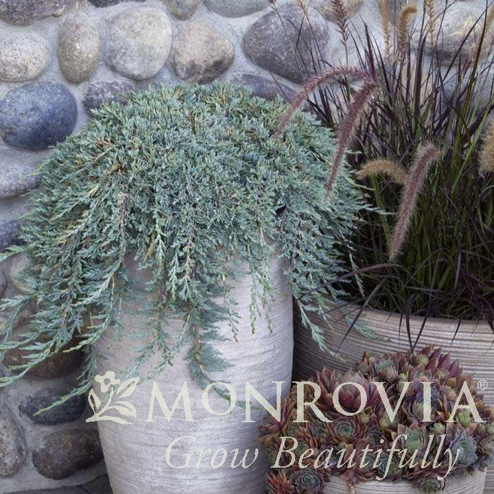 Juniperus horizontalis 'Monber' ~ Monrovia® Icee Blue® Juniper-ServeScape