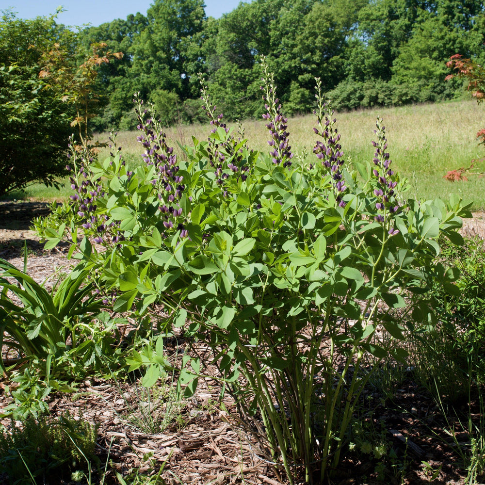 Baptisia 'Indigo Spires' PP26750 ~ Indigo Spires Baptisia, False Indigo-ServeScape