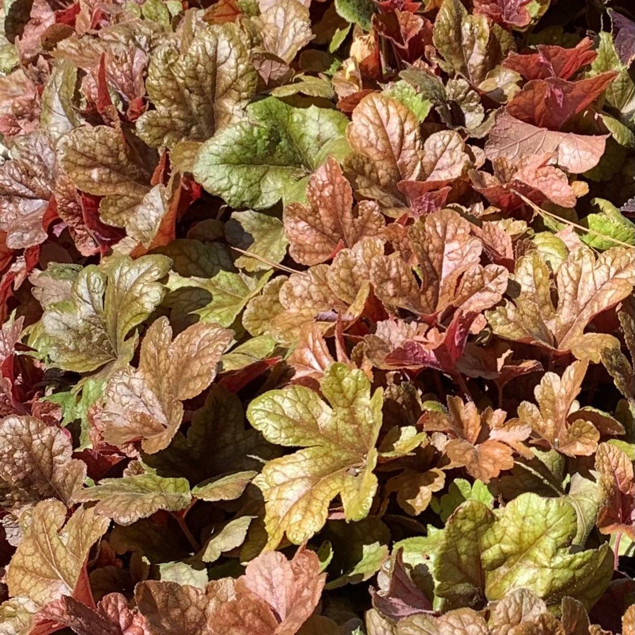 Heucherella 'Buttered Rum' ~ Buttered Rum Foamy Bells-ServeScape