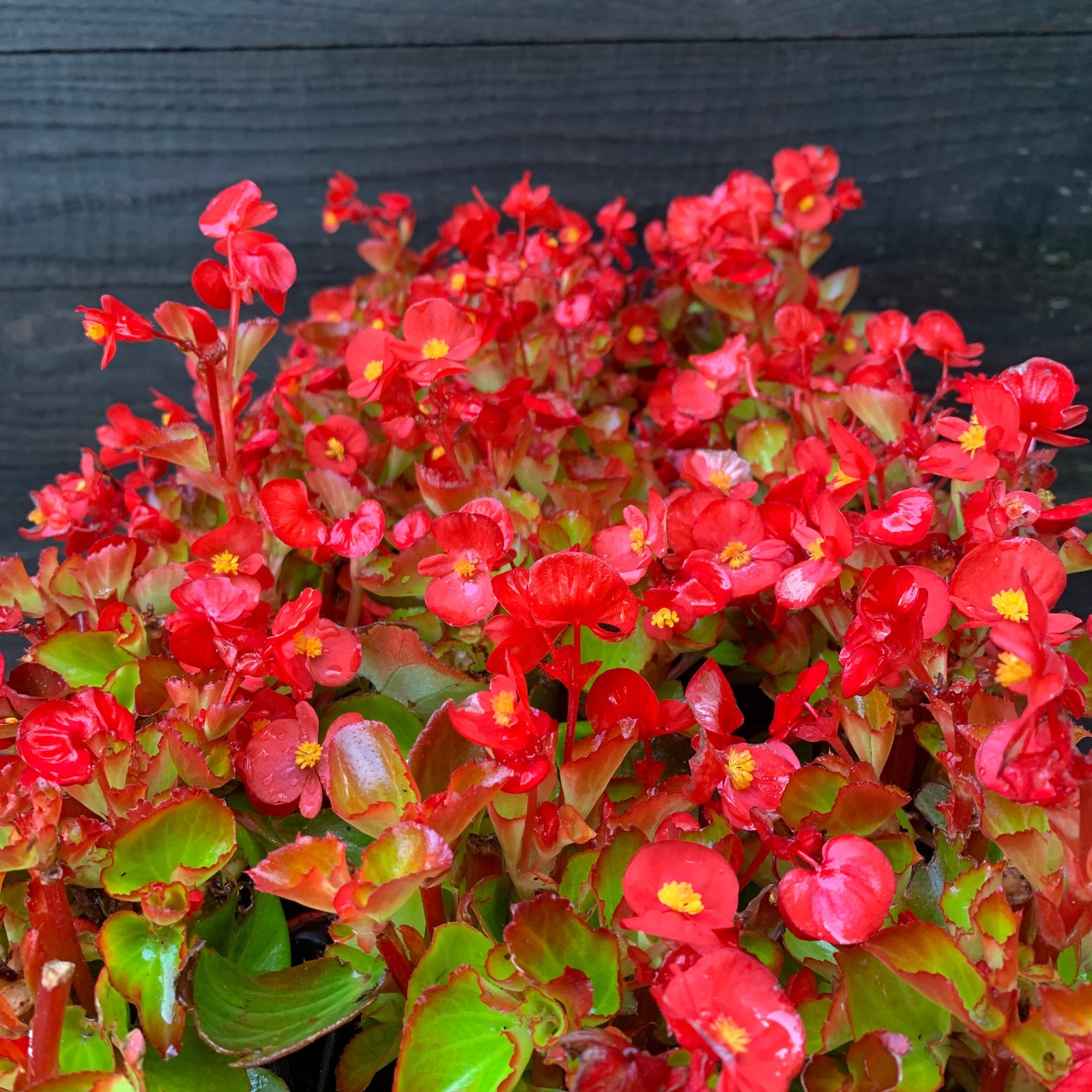 Begonia 'Green Leaf Red' ~ Green Leaf Red Begonia-ServeScape