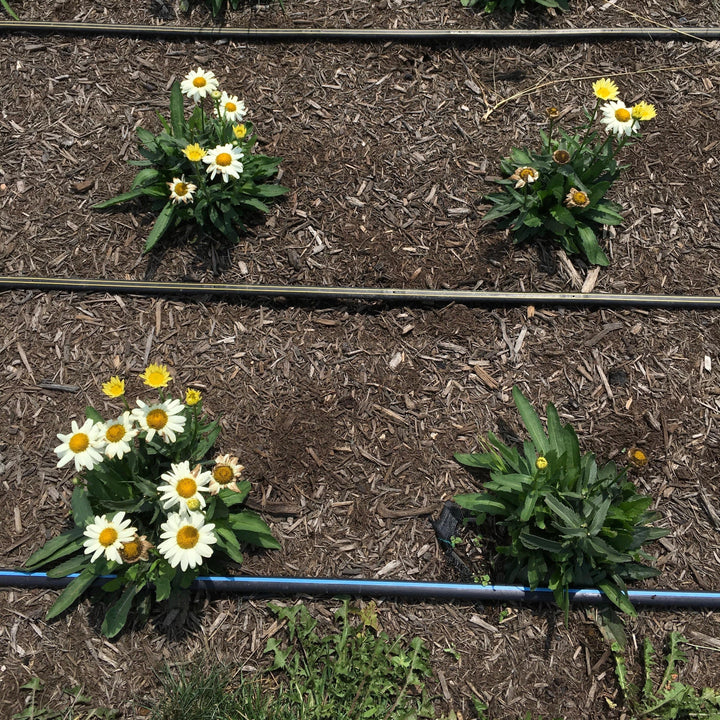 Leucanthemum maximum 'Western Star Gemini' ~ Monrovia® Western Star™ Gemini Shasta Daisy-ServeScape