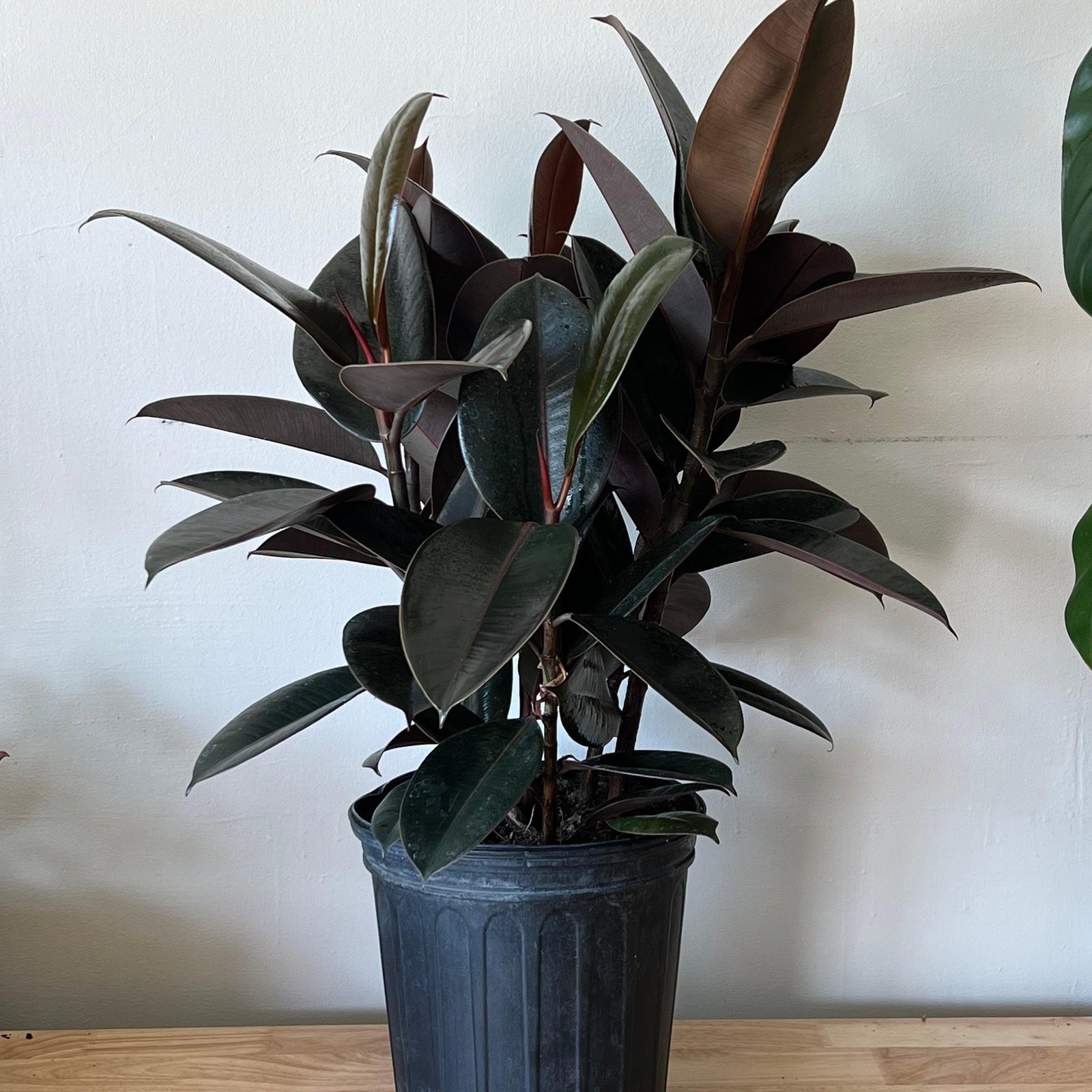 Ficus elastica 'Burgundy' ~ Monrovia® Burgundy Rubber Plant-ServeScape