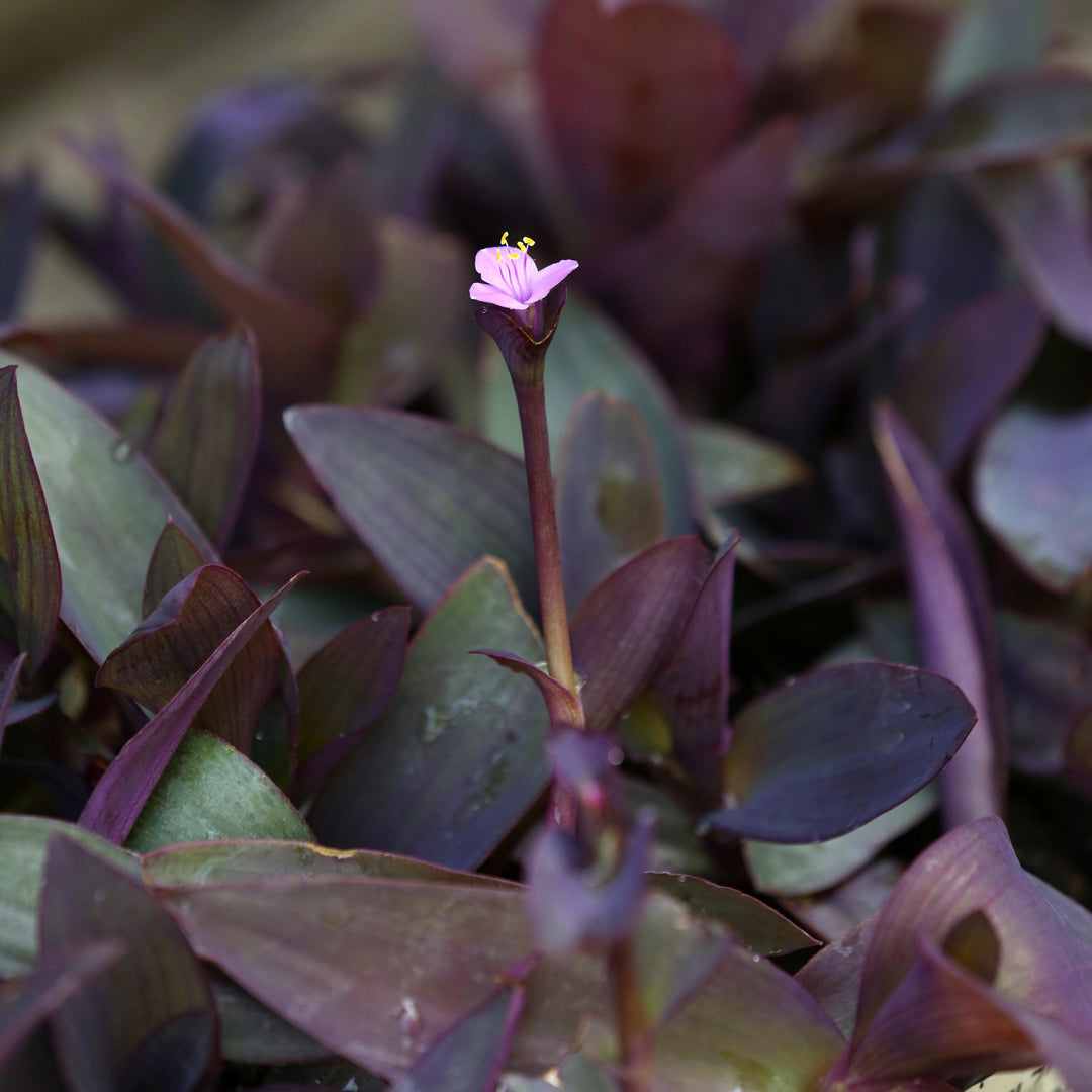 Setcreasea pallida ~ Monrovia® Purple Heart-ServeScape
