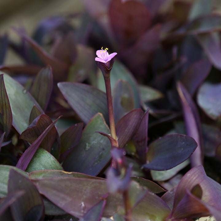 Setcreasea pallida ~ Monrovia® Purple Heart-ServeScape