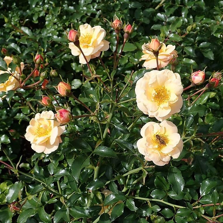 Rosa x 'NOA97400A' ~ Monrovia® Flower Carpet® Amber Rose-ServeScape