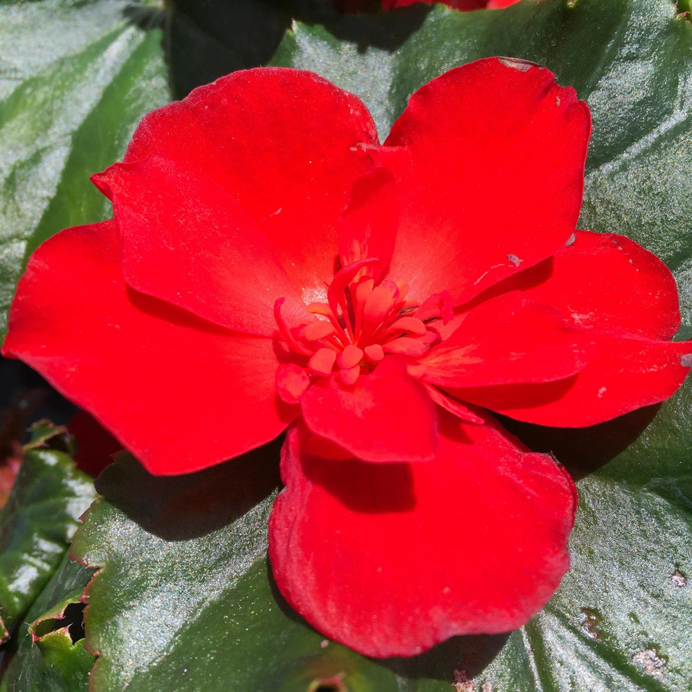 Begonia elatior 'MacaRouge' ~ Monrovia® Dreams® Garden MacaRouge Begonia-ServeScape