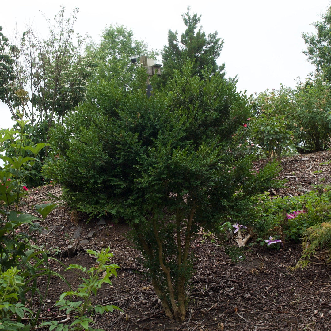 Buxus microphylla var. japonica 'Winter Gem' ~ Monrovia® Winter Gem Boxwood-ServeScape