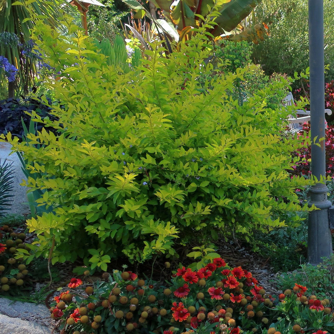 Duranta repens 'Gold Mound' ~ Gold Mound Duranta-ServeScape