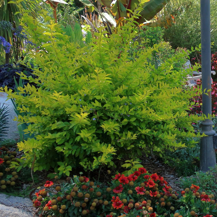 Duranta repens 'Gold Mound' ~ Gold Mound Duranta-ServeScape