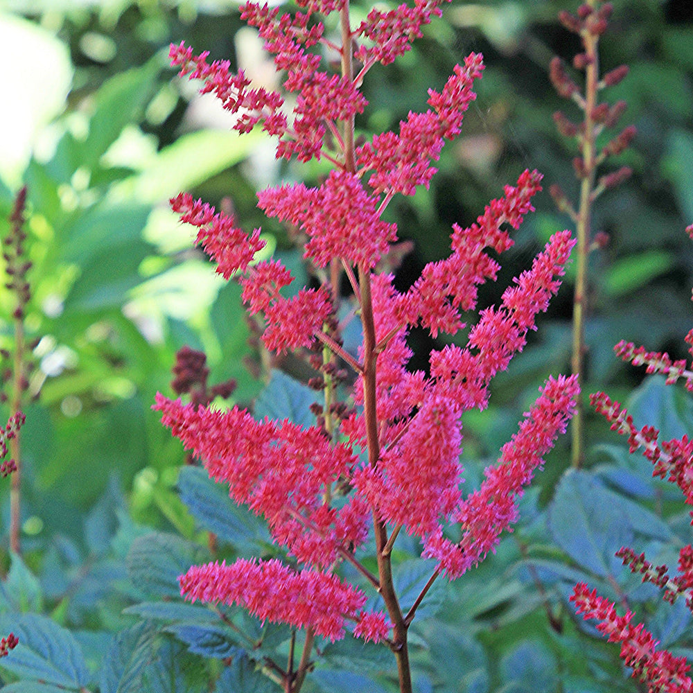 Astilbe 'Versred' ~ Younique™ Ruby Red Astilbe-ServeScape