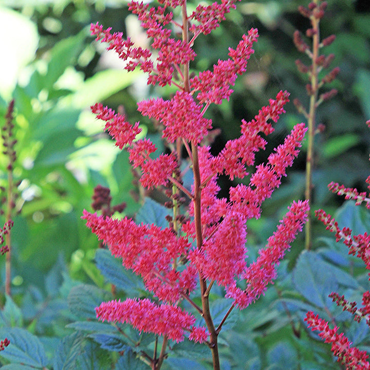 Astilbe 'Versred' ~ Younique™ Ruby Red Astilbe-ServeScape