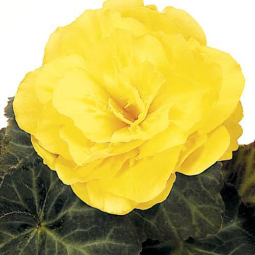Begonia x tuberhybrida 'Nonstop Mocca Yellow' ~ Nonstop® Mocca Yellow Begonia-ServeScape