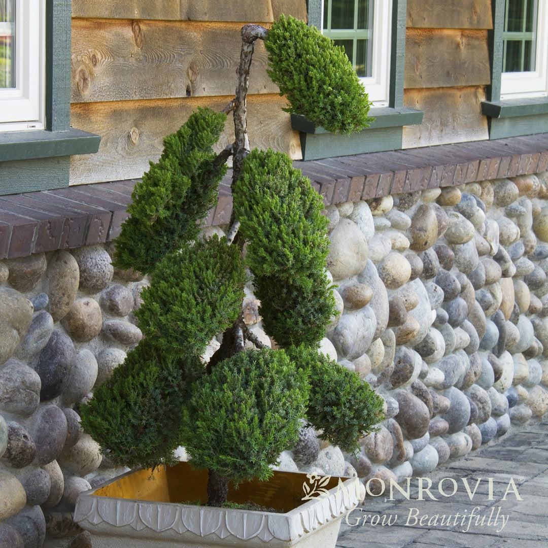 Juniperus procumbens 'Nana' ~ Monrovia® Japanese Garden Juniper-ServeScape