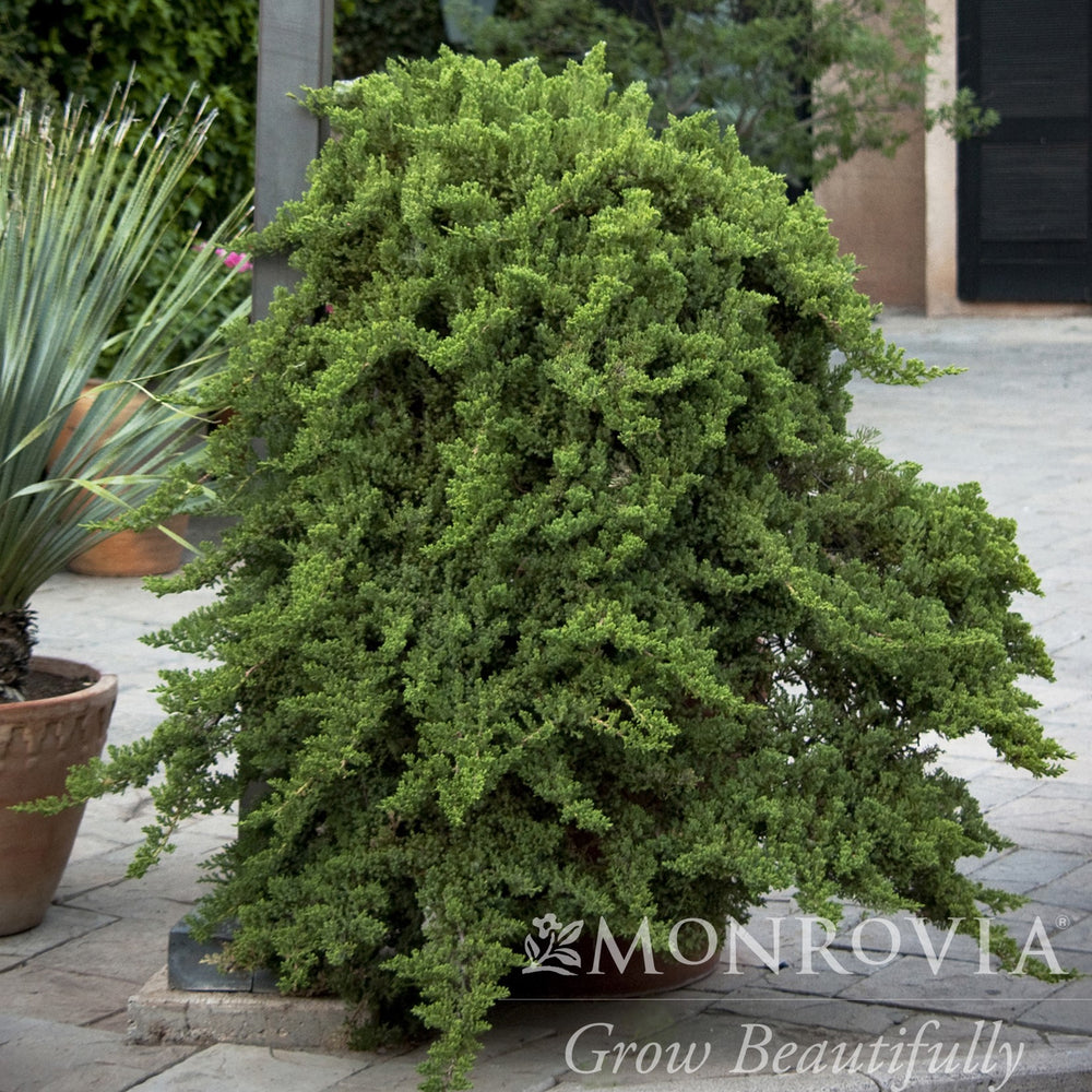 Juniperus procumbens 'Nana' ~ Monrovia® Japanese Garden Juniper-ServeScape