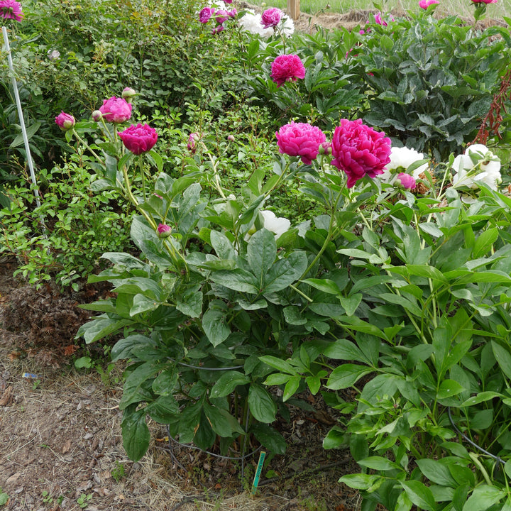 Paeonia 'Red Magic' ~ Red magic Peony-ServeScape