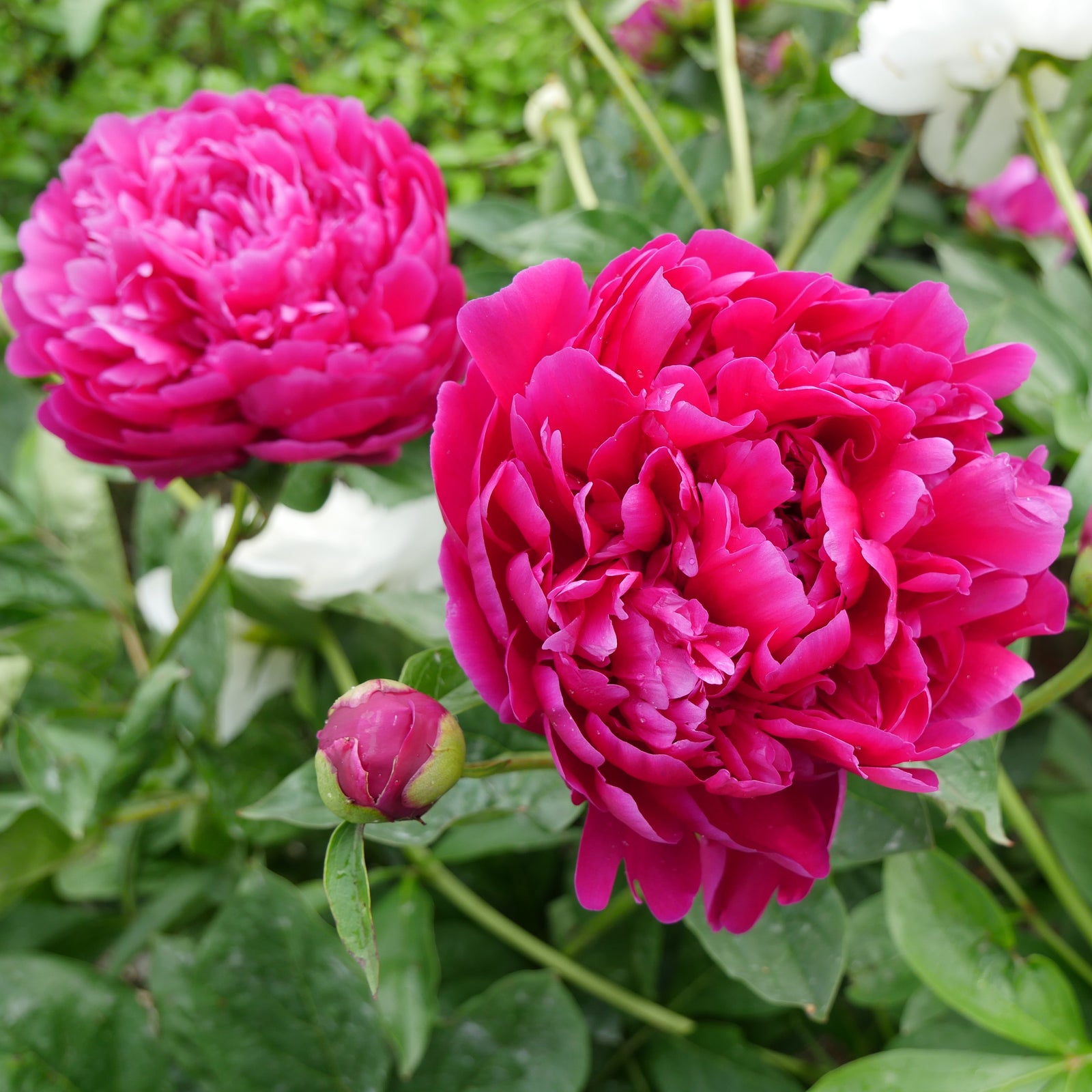 Paeonia 'Red Magic' ~ Red magic Peony-ServeScape