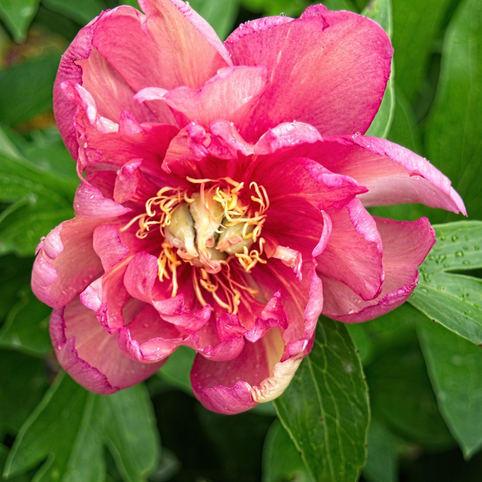 Paeonia 'Julia Rose' ~ Julia Rose Itoh Peony-ServeScape