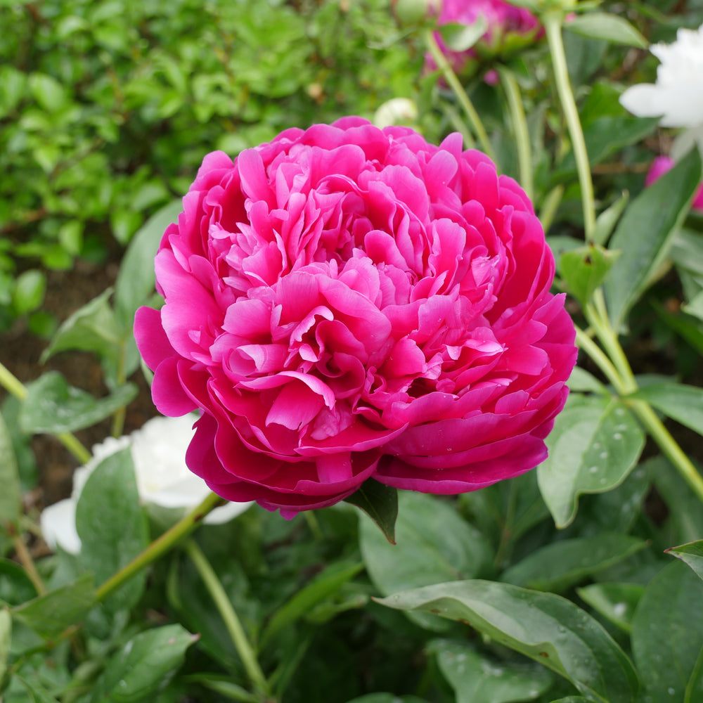 Paeonia 'Red Magic' ~ Red magic Peony-ServeScape