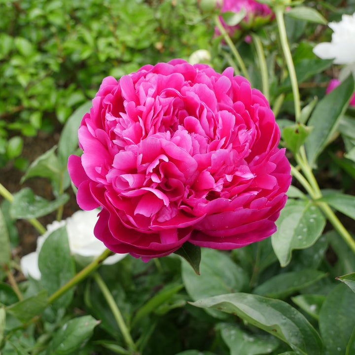 Paeonia 'Red Magic' ~ Red magic Peony-ServeScape