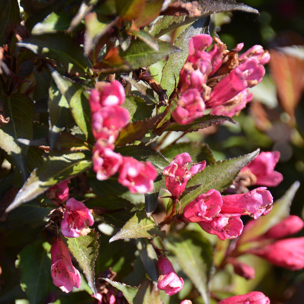 Weigela florida 'Bokrashine' ~ Shining Sensation™ Weigela-ServeScape