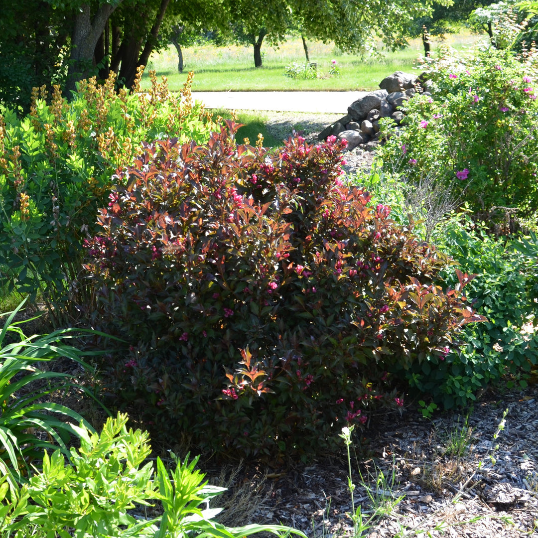 Weigela florida 'Bokrashine' ~ Shining Sensation™ Weigela-ServeScape