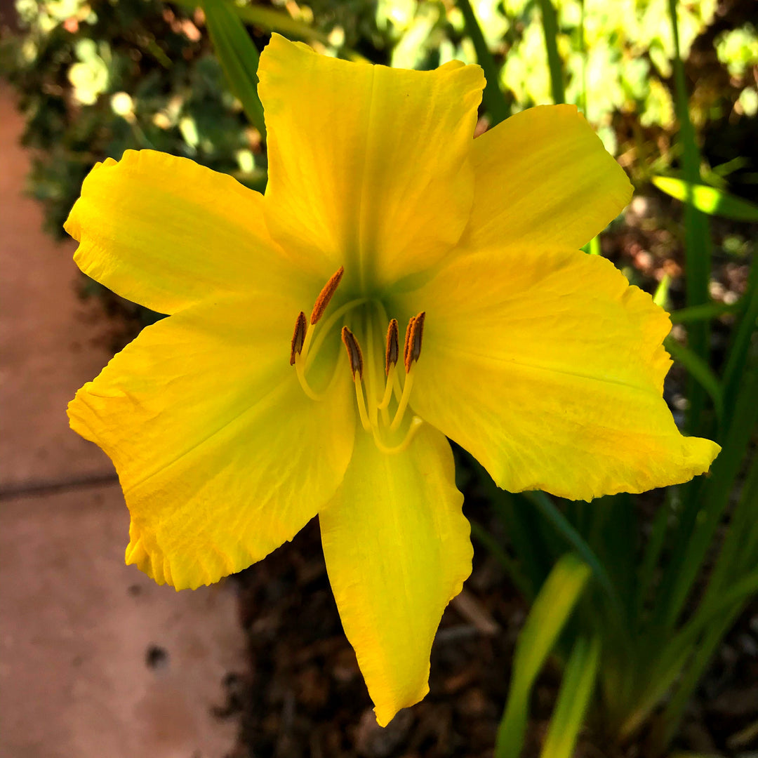 Hemerocallis x ' 'Huhe01' ~ Monrovia® See You Tomorrow!™ Daylily-ServeScape