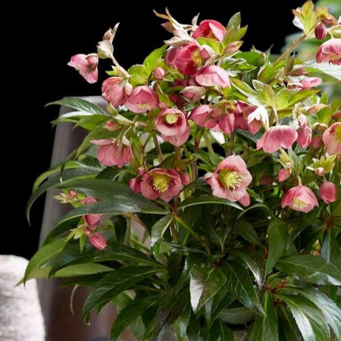 Helleborus x hybridus JWLS ‘Dacaya’ ~ Dacaya Lenten Rose-ServeScape