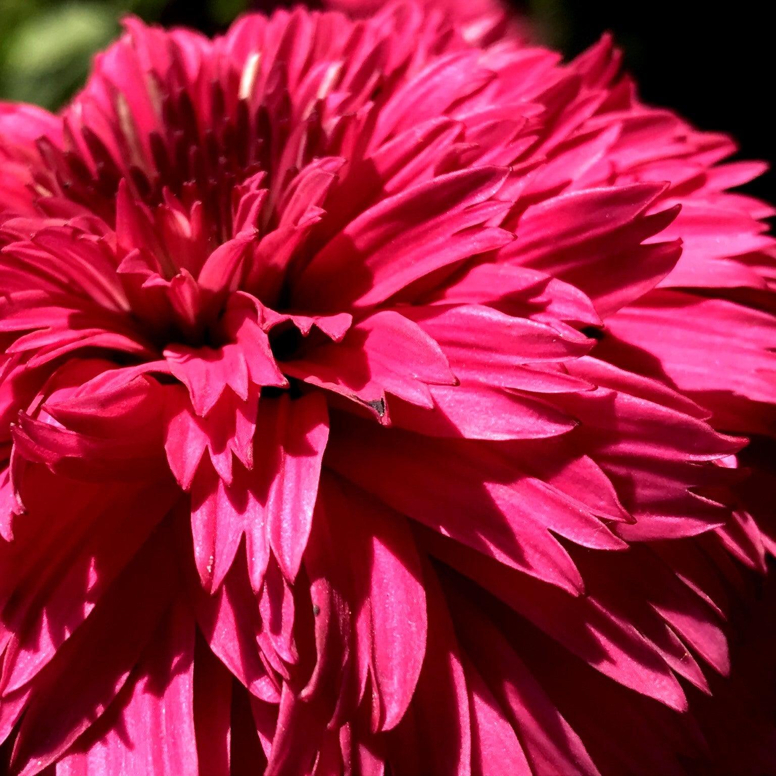 Echinacea 'Sweet Fuchsia' ~ SunSeekers® Sweet Fuchsia Coneflower-ServeScape