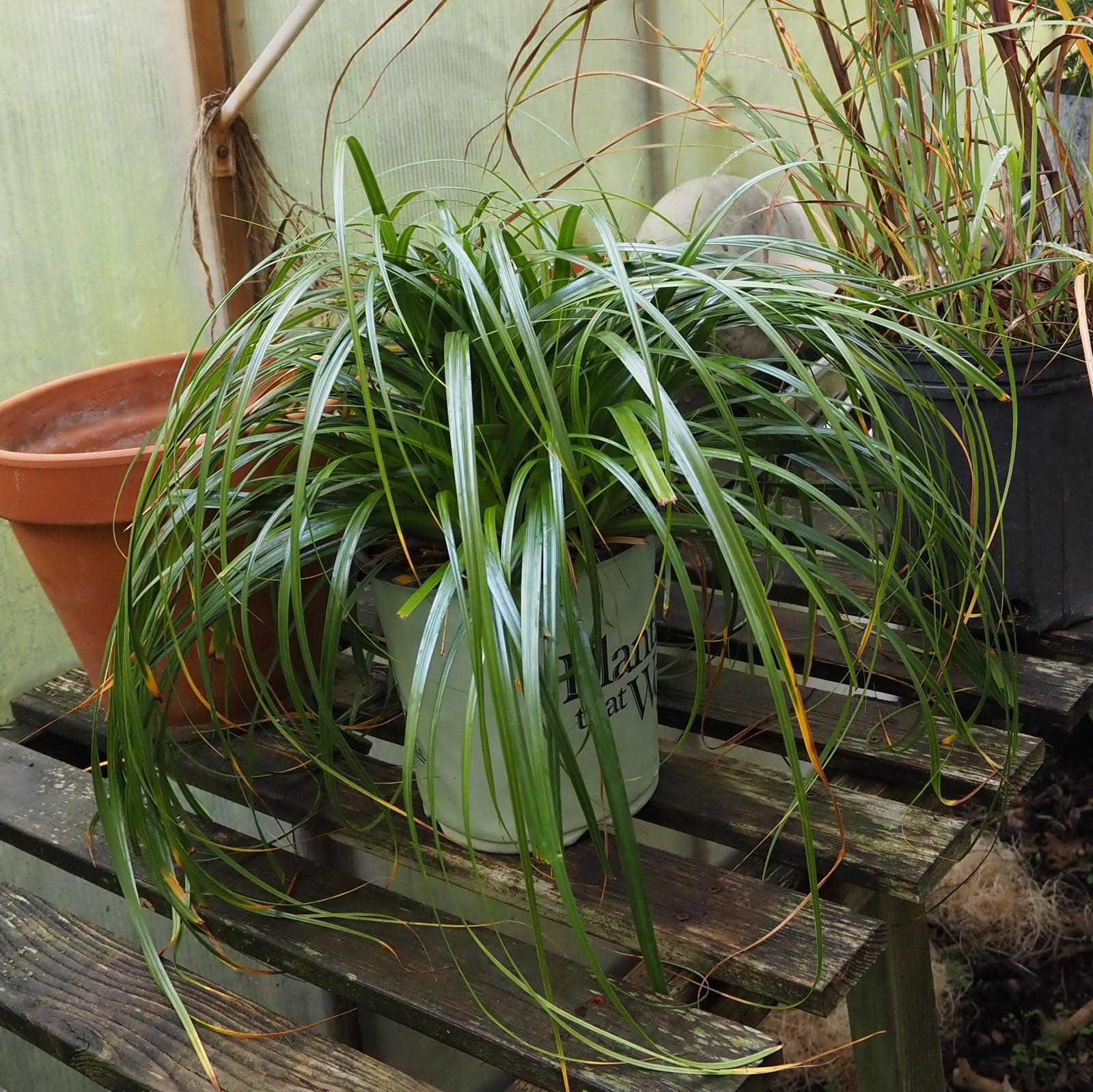 Carex oshimensis 'Ribbon Falls' ~ Sensation™ Ribbon Falls Sedge-ServeScape