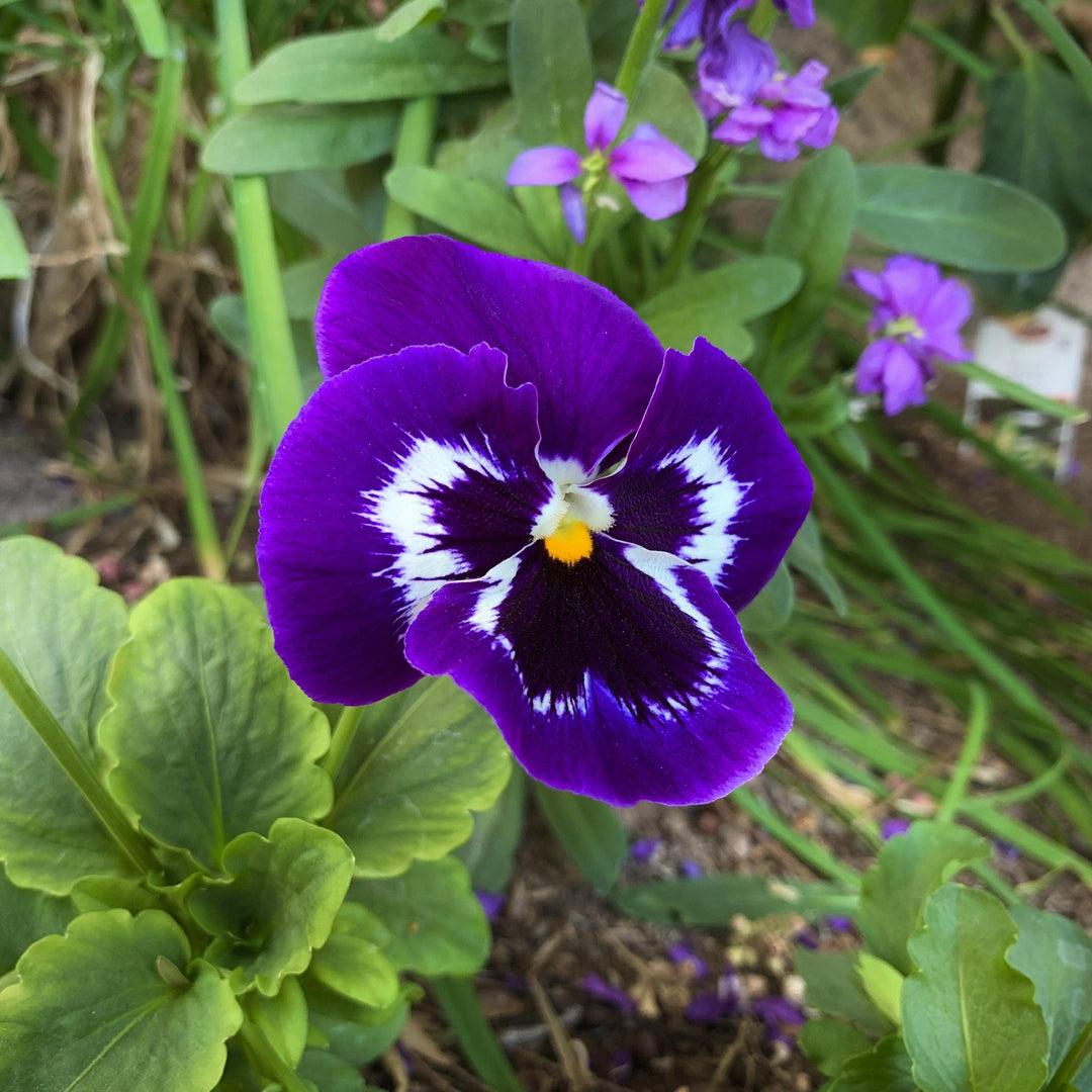 Viola x wittrockiana 'Mammoth Viva-la-Violet' ~ Mammoth™ Viva-la-Violet Pansy-ServeScape