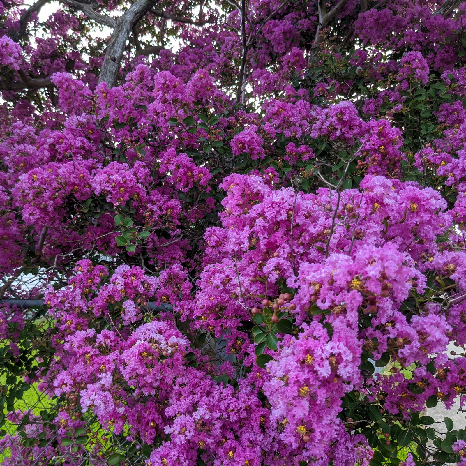 Lagerstroemia indica 'Miss Sandra' ~ Miss Sandra Crape Myrtle-ServeScape