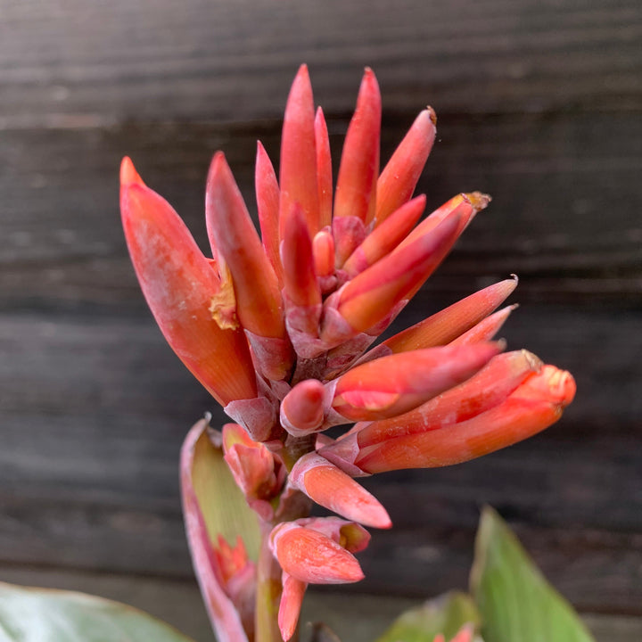 Canna x generalis 'Cannova Bronze Peach' ~ Monrovia® CANNOVA® Bronze Peach Canna Lily-ServeScape
