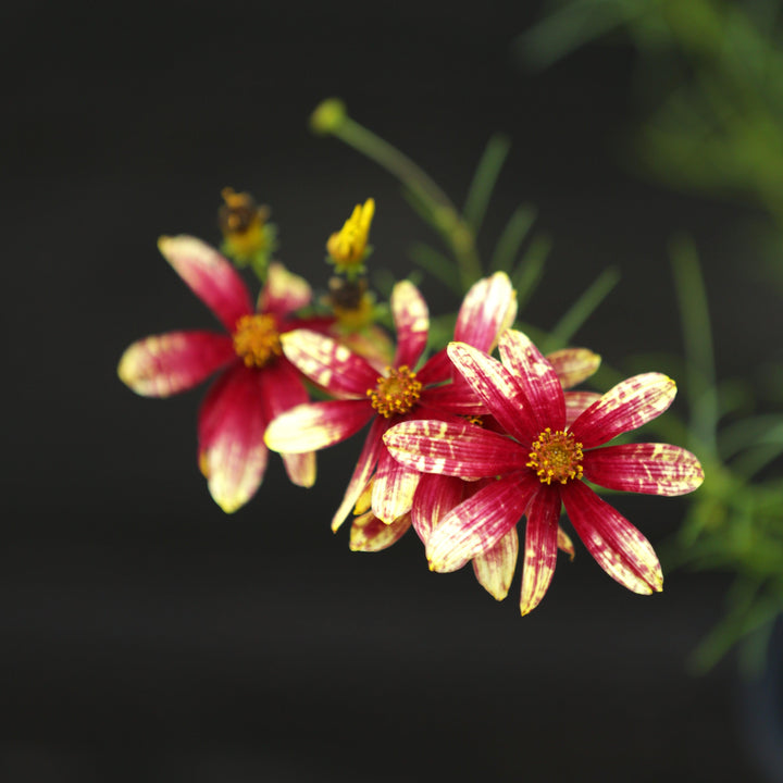 Coreopsis verticillata 'Route 66' ~ Cruizin™ Route 66 Coreopsis-ServeScape