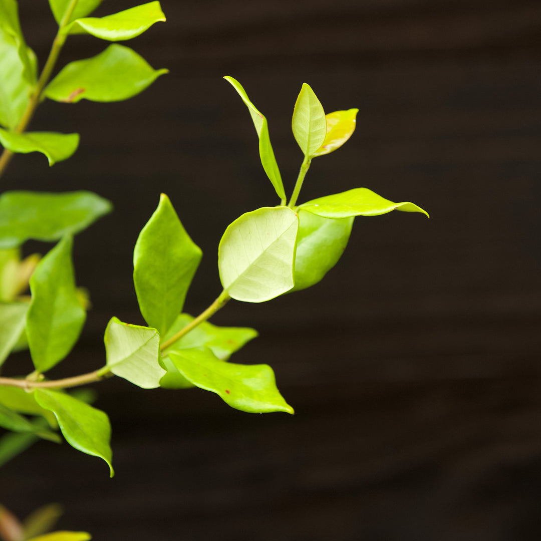 Trachelospermum jasminoides ~ Confederate Jasmine, Star Jasmine-ServeScape