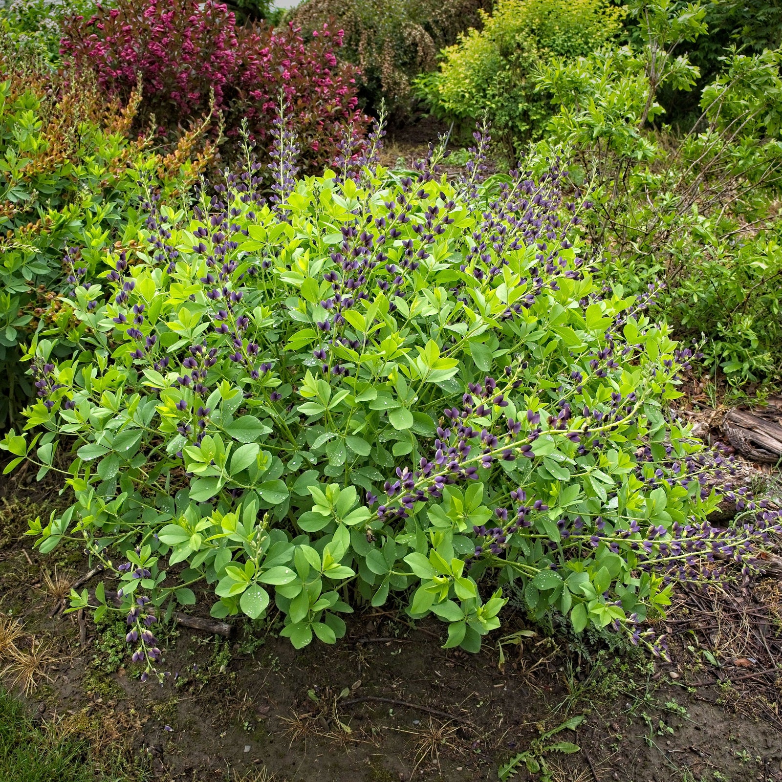 Baptisia 'Indigo Spires' PP26750 ~ Indigo Spires Baptisia, False Indigo-ServeScape