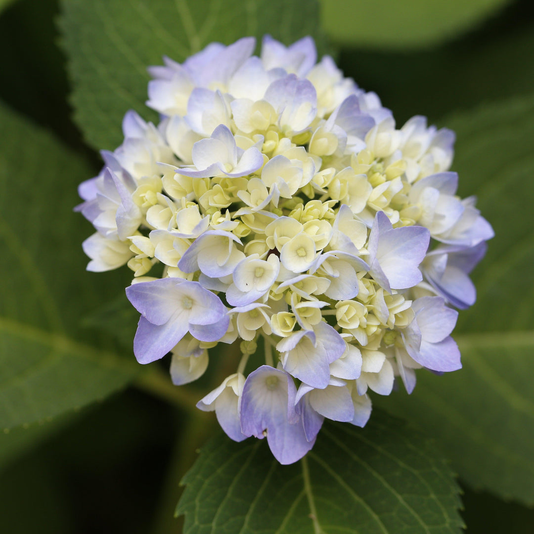 Hydrangea macrophylla 'COF HM1 ~ Azure Skies™ Hydrangea-ServeScape
