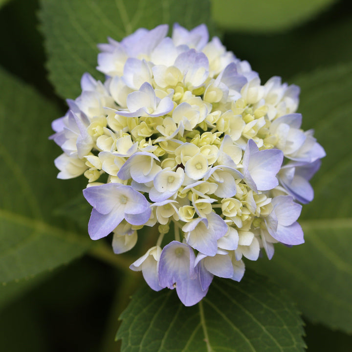Hydrangea macrophylla 'COF HM1 ~ Azure Skies™ Hydrangea-ServeScape