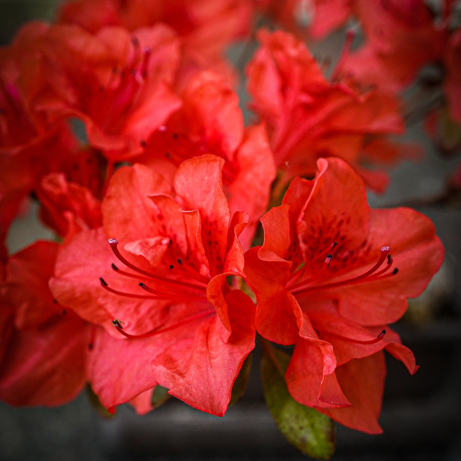 Rhododendron 'Stewartstonian' ~ Stewartstonian Azalea-ServeScape