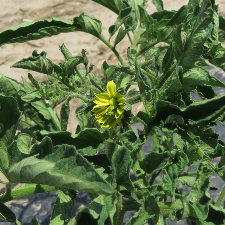 Solanum lycopersicum 'Cherokee Purple' ~ Cherokee Purple Tomato-ServeScape