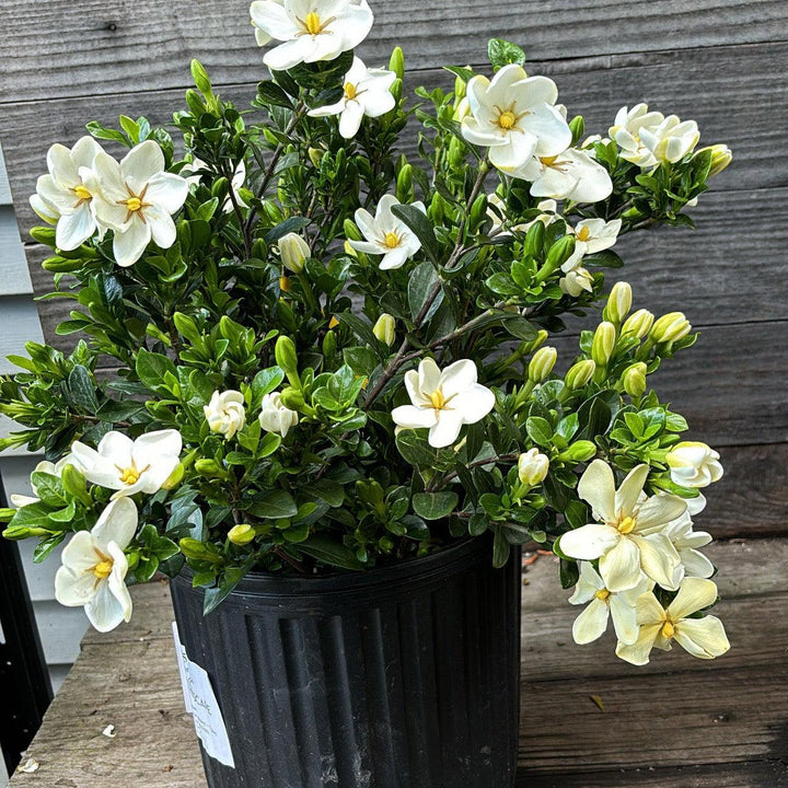 Gardenia jasminoides 'Daisy' ~ Daisy Gardenia-ServeScape