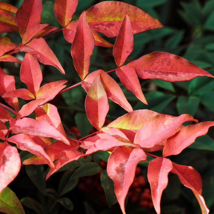 Nandina domestica 'ZHNAN53' ~ Cool Glow® Pomegranate Heavenly Bamboo-ServeScape