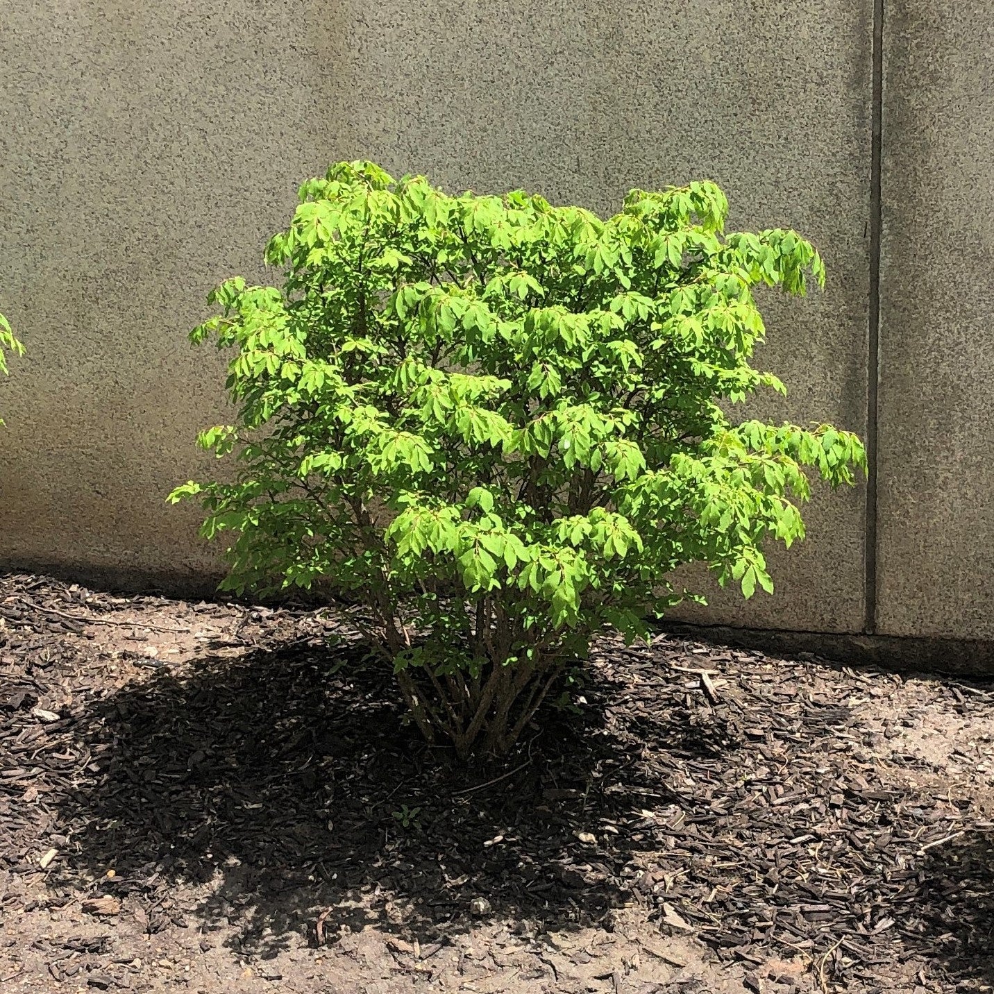 Euonymus alatus 'Odom' ~ Little Moses Burning Bush-ServeScape